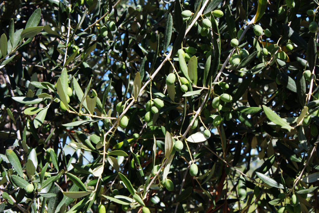 Olive Imperia