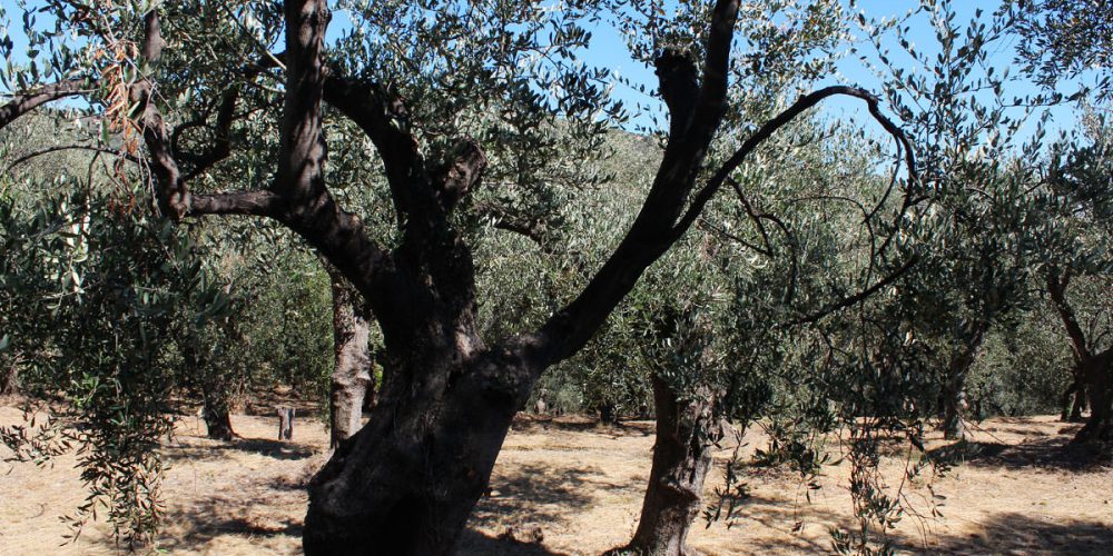 Olio extravergine d’oliva: l’oro pregiato, segreto della cucina imperiese